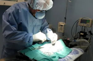 Pet surgery in Toronto